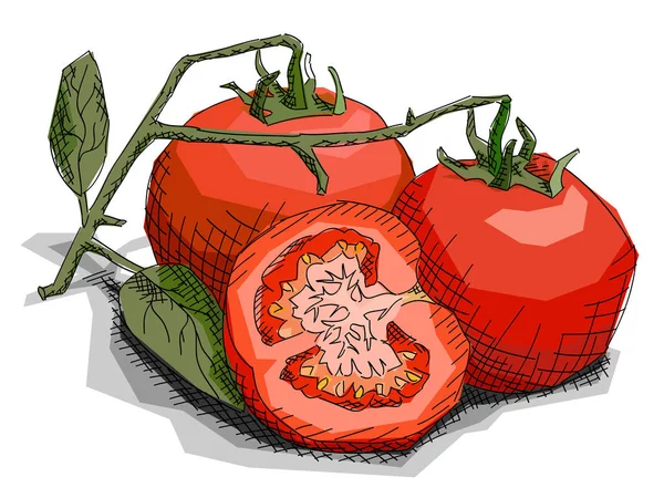 Vectorillustratie van het tekenen van plantaardige tomaten. — Stockvector