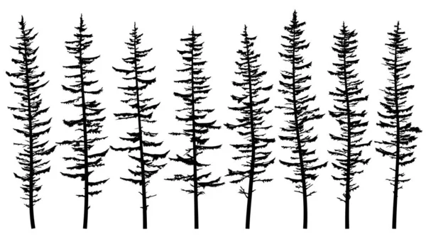 Conjunto Siluetas Vectoriales Abeto Alto Con Ramas Rotas Escasas Bosque — Archivo Imágenes Vectoriales