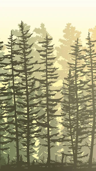 モミの木や木々の幹と厚い針葉樹林からの垂直日当たりの良いイラストビュー — ストックベクタ
