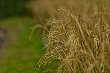 Olgun çeltik pirinç tarlaları