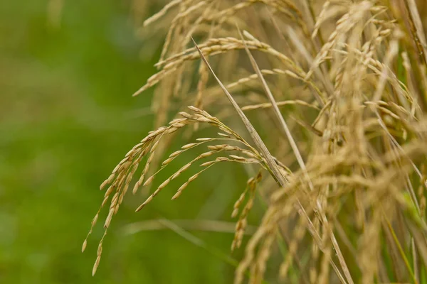 Olgun çeltik pirinç tarlaları