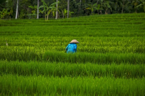 Jogya Indonézia Kulturális Mezőgazdasági Turizmus — Stock Fotó