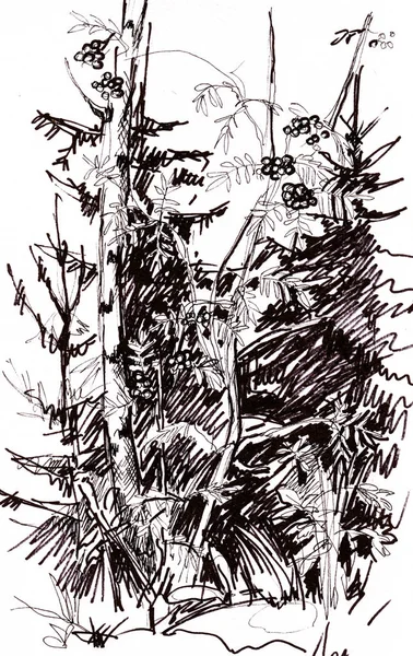 Anlık kroki, peyzaj