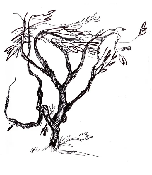 Croquis instantané, arbre ramifié — Photo