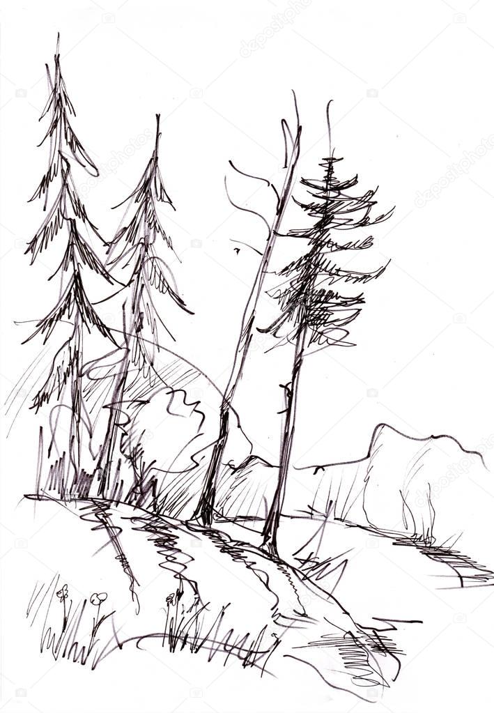 Rural road with pines