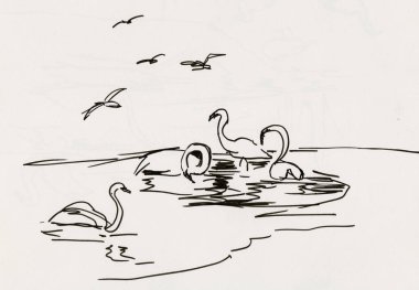 Göl 6 'da siyah beyaz kuğular ve martılar