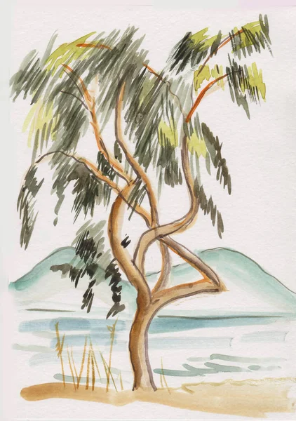 Lonely High Eucalyptus Seashore Watercolor Picture — Stock Photo, Image