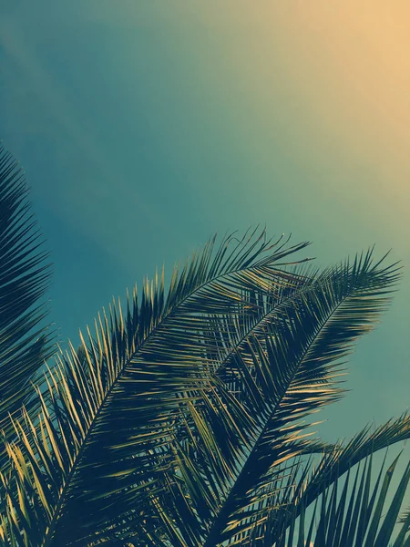 Hojas de palmera y el cielo, fondo de viaje de verano — Foto de Stock