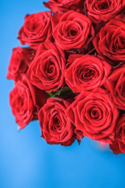 Mavi arka plan üzerinde kırmızı gül Lüks buket, bir hol olarak çiçek