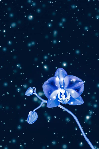 Kwiat storczyka w rozkwicie, abstrakcyjne tło sztuki kwiatowej — Zdjęcie stockowe