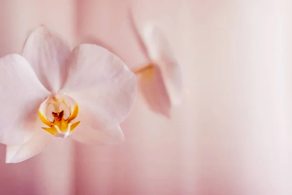 Rosa orkidé blomma i blom, abstrakt blommor konst bakgro — Stockfoto