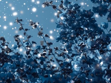 Noel, Yeni Yıl Mavi Çiçek Özgeçmişi, Noel kartı