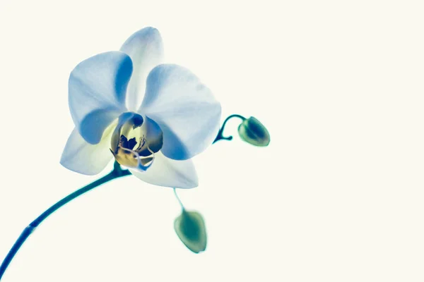 Orchidee bloem in bloei, abstracte bloem kunst achtergrond — Stockfoto