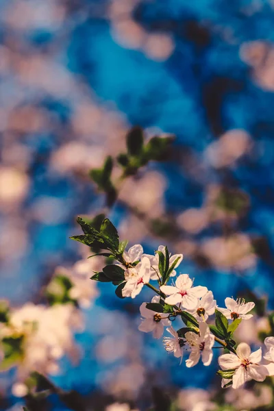 以自然为背景的日出盛开的复古樱花 — 图库照片