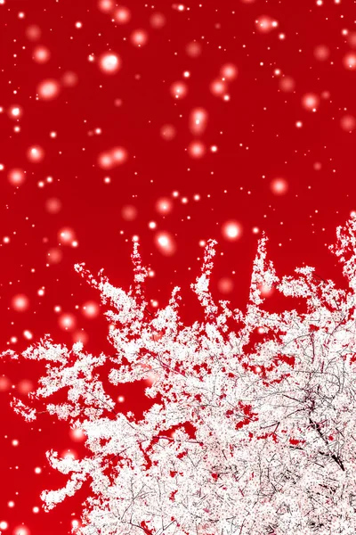 Christmas, New Years red floral background, holiday card design, — Stock Photo, Image