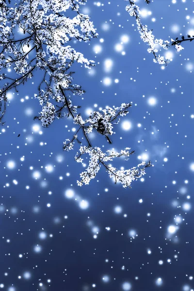 Weihnachten, Neujahr blauer Blumenhintergrund, Feiertagskarten-Design — Stockfoto