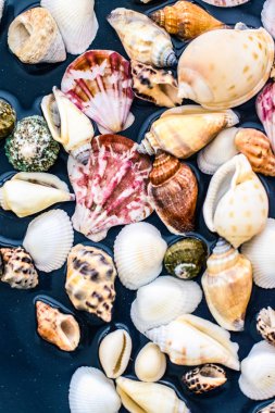 Deniz kabuğu arka plan, yaz hedef ve plaj tatil t