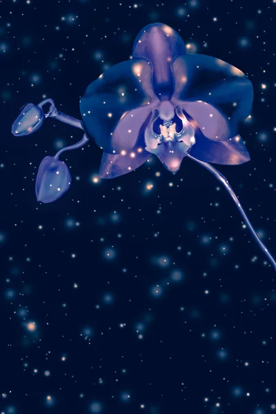 Orchideenblume in Blüte, abstrakte florale Kunst Hintergrund — Stockfoto