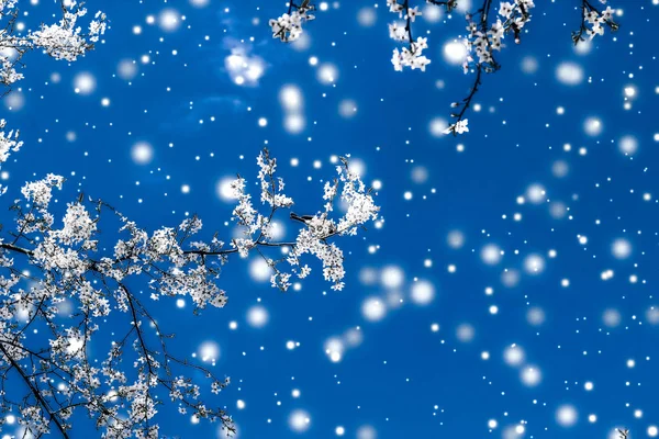 Navidad, Año Nuevo fondo floral azul, diseño de tarjetas de vacaciones —  Fotos de Stock