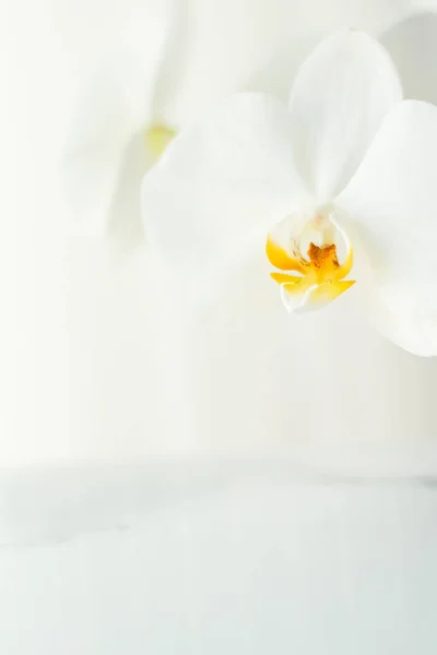 Vit orkidé blomma i blom, abstrakt blommor art backgr — Stockfoto