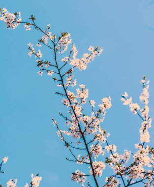 Doğa arka plan olarak gün doğumunda çiçek Vintage kiraz çiçekleri 