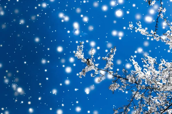 Navidad, Año Nuevo fondo floral azul, diseño de tarjetas de vacaciones — Foto de Stock
