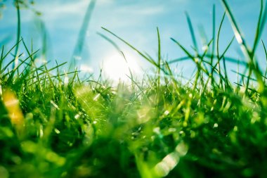 Güneşin doğuşunda yeşil bir alanda taze çim ve güneşli mavi gökyüzü, Natu