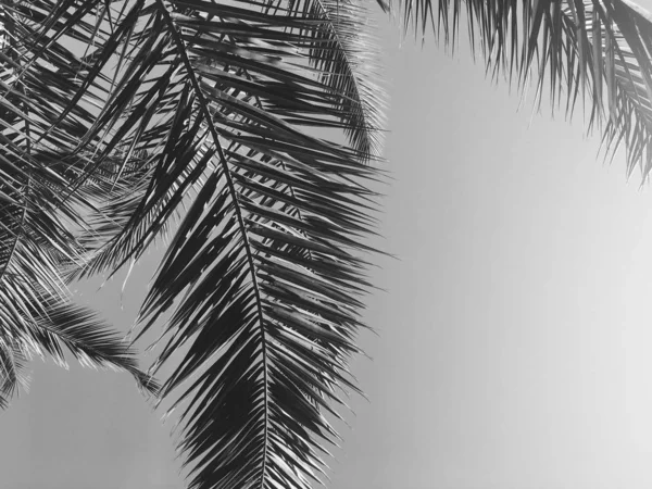 Folhas de palmeira e o céu, verão viagem fundo — Fotografia de Stock