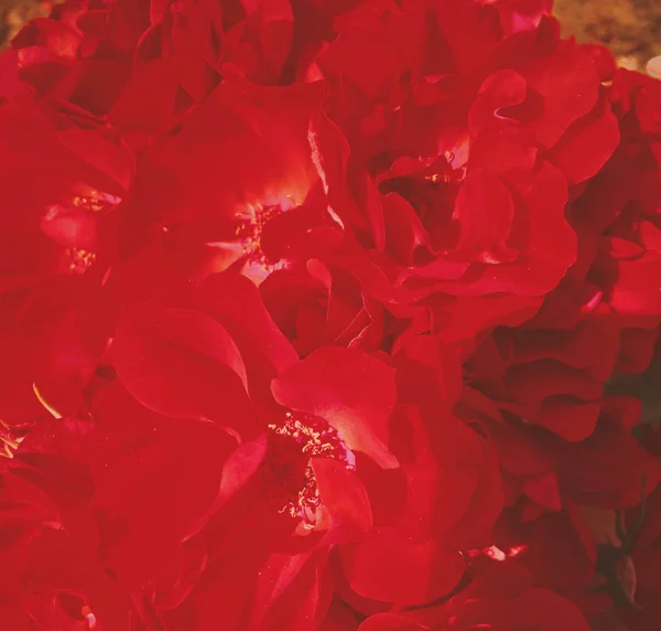 Червоний квітучий сад троянд квітка на заході сонця, квіткова красуня фон — стокове фото