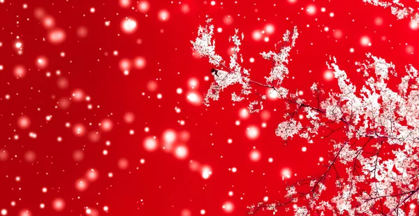 Noël, Nouvel An fond floral rouge, conception de carte de vacances , — Photo