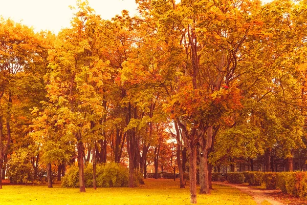 美しい秋の風景の背景、fのヴィンテージ自然シーン — ストック写真