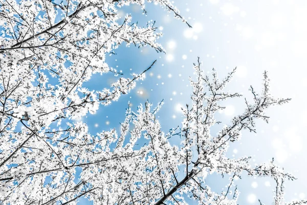 Natale, Capodanno sfondo floreale blu, disegno biglietto vacanza — Foto Stock