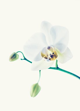 Çiçek açan orkide, soyut çiçek arkaplanı