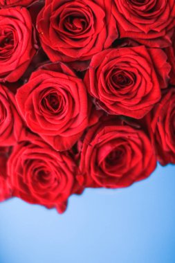 Mavi arka plan üzerinde kırmızı gül Lüks buket, bir hol olarak çiçek