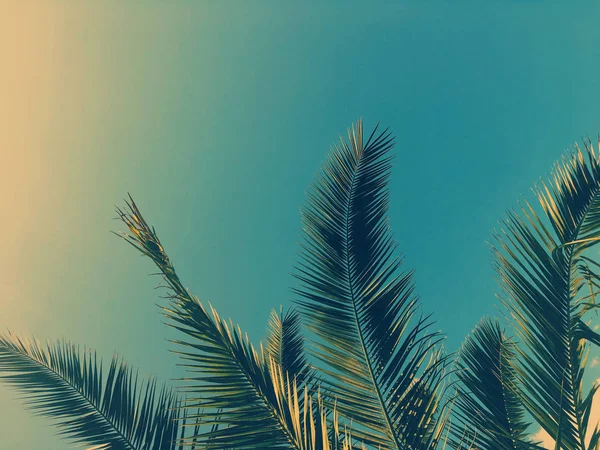 Liście palmy i niebo, letnie tło podróży — Zdjęcie stockowe