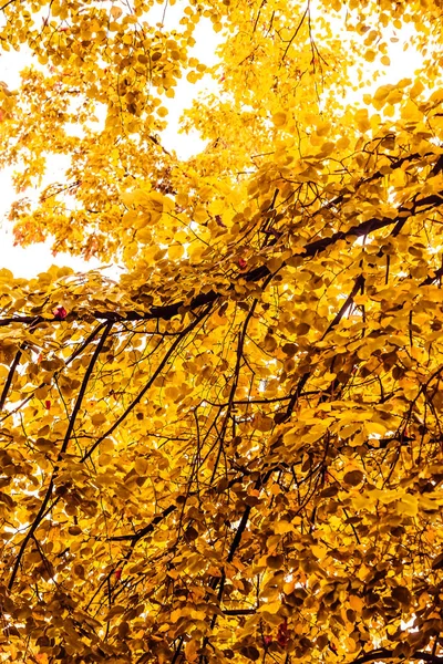 Gyönyörű őszi táj háttér, évjárat természet jelenet f — Stock Fotó