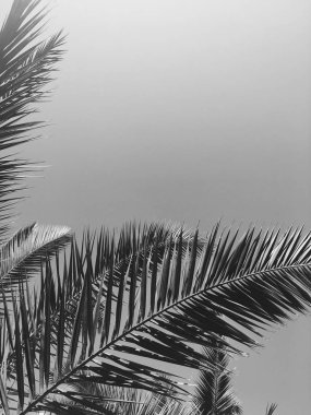 Palmiye yaprakları ve gökyüzü, yaz yolculuğu arka planı