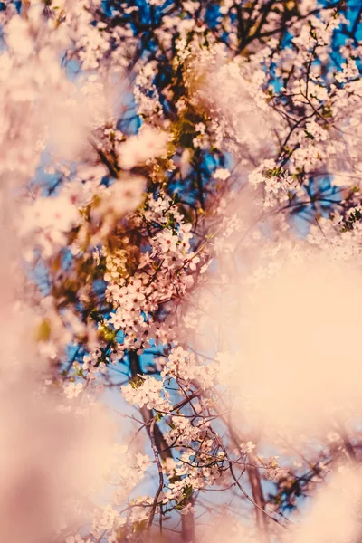 Vintage wiśniowe kwiaty w rozkwicie o wschodzie słońca jako tło przyrodnicze — Zdjęcie stockowe