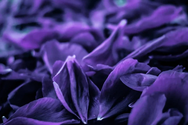 Absztrakt virágos nyaralás művészet háttér, lila virágzó virág p — Stock Fotó