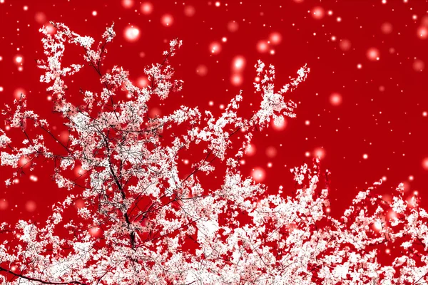 Natal, Ano Novo fundo floral vermelho, design de cartão de férias , — Fotografia de Stock