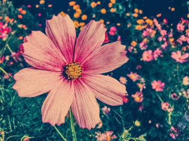 Güneşli bahçede Daisy çiçekleri