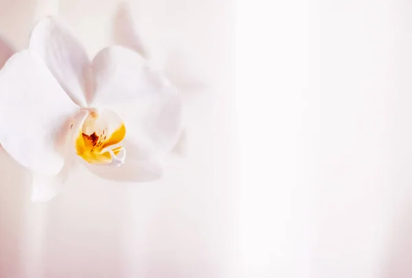 Rosa Orchideenblume in Blüte, abstrakte florale Blütenkunst backgro — Stockfoto