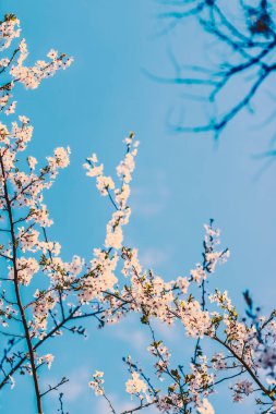 Doğa arka plan olarak gün doğumunda çiçek Vintage kiraz çiçekleri 