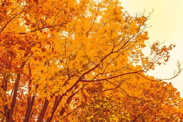 Schöne Herbstlandschaft Hintergrund, Vintage-Natur-Szene in f — Stockfoto