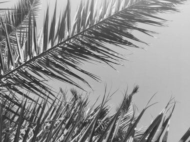 Palmiye yaprakları ve gökyüzü, yaz yolculuğu arka planı