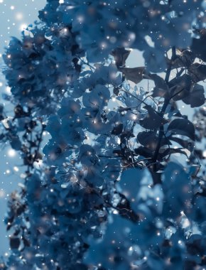 Noel, Yeni Yıl Mavi Çiçek Özgeçmişi, Noel kartı