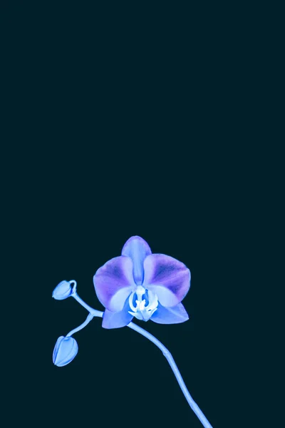 Квітка орхідеї в цвітіння, абстрактний квітковий фон — стокове фото