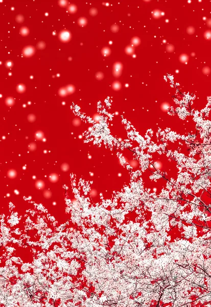 Christmas, New Years red floral background, holiday card design, — Stock Photo, Image