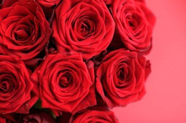 Kırmızı gül gourgeous lüks buket, flora olarak çiçek çiçek