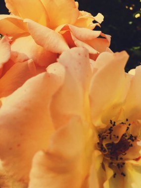 Gün batımında harika çiçek açan gül çiçeği, çiçek güzelliği backgrou